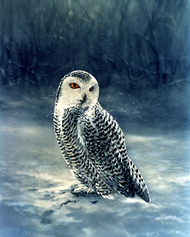 Snow Owl